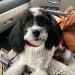 Meet your Posher, Missy